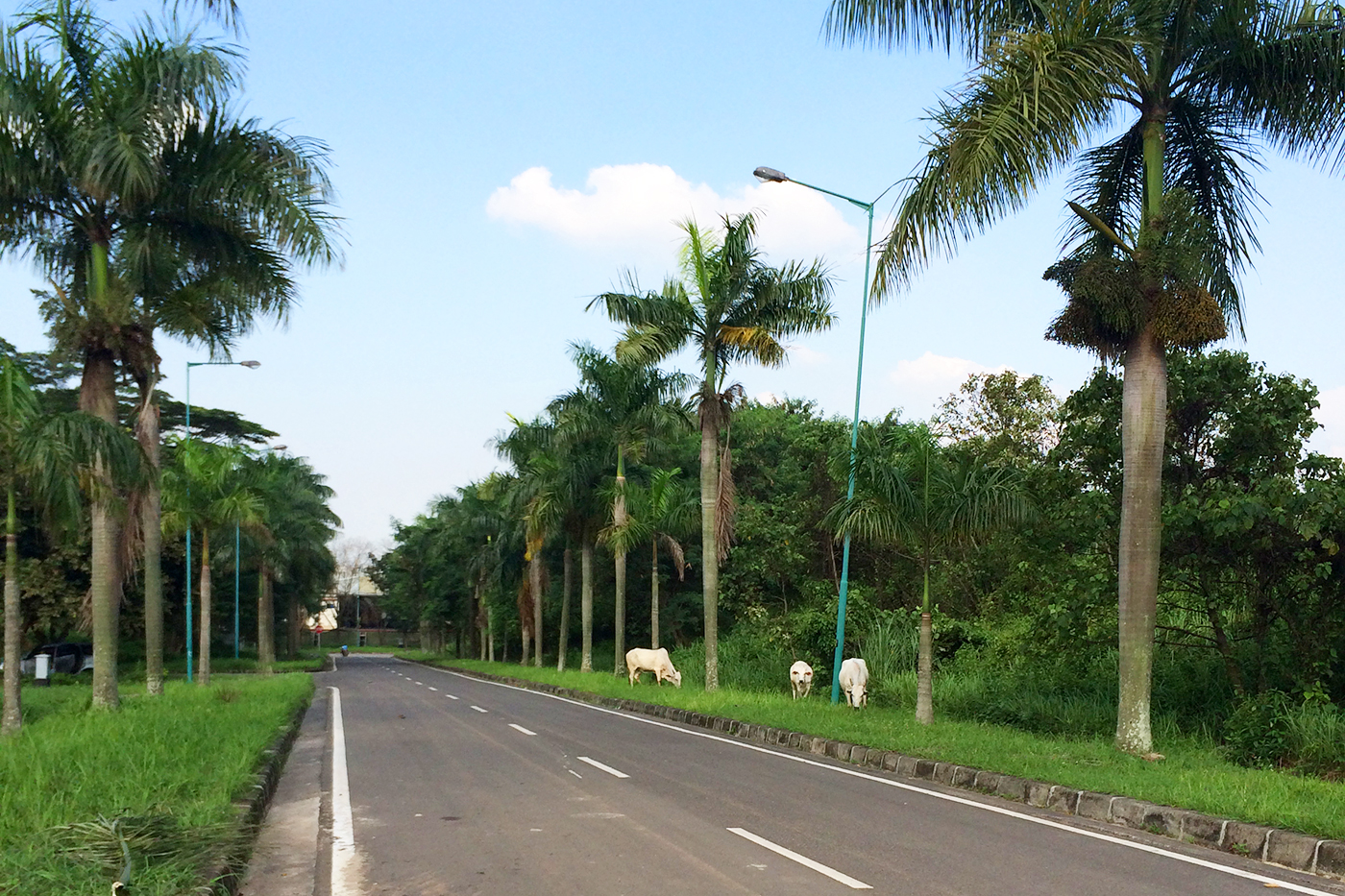 インドネシア風景：工場の前の道路にて撮影。恵まれた立地。まさに南国！！