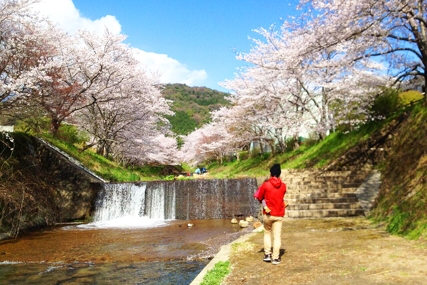 オフィス近くの風景(井出桜)：桜で有名な「山吹の井手の玉川」会社近くの名所です。